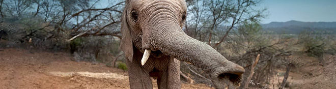 Demystifying the Mysteries of Elephant Trunk Biomechanics